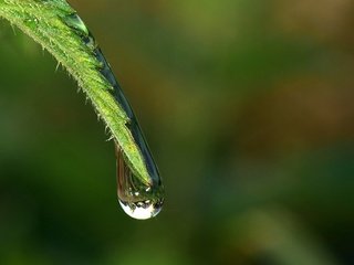 Обои трава, вода, природа, роса, капля, стебель, grass, water, nature, rosa, drop, stem разрешение 4000x2346 Загрузить