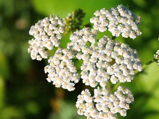 Обои цветы, белый, соцветия, боке, тысячелистник, flowers, white, inflorescence, bokeh, yarrow разрешение 4272x2848 Загрузить