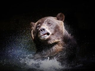 Обои морда, вода, взгляд, медведь, брызги, черный фон, face, water, look, bear, squirt, black background разрешение 2048x1285 Загрузить