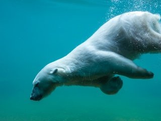 Обои вода, природа, медведь, хищник, животное, белый медведь, water, nature, bear, predator, animal, polar bear разрешение 2560x1696 Загрузить