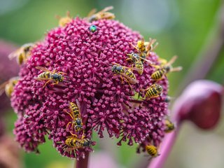 Обои цветы, насекомые, оса, декоративный лук, осы, flowers, insects, osa, decorative bow, wasps разрешение 3603x2413 Загрузить