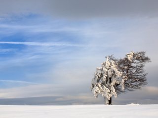 Обои небо, снег, природа, дерево, зима, пейзаж, ветер, the sky, snow, nature, tree, winter, landscape, the wind разрешение 3840x2400 Загрузить