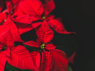 Обои цветок, karolina grabowska, пуансеттия, рождественская звезда, flower, poinsettia, christmas star разрешение 3840x2400 Загрузить