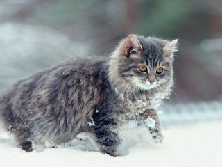 Обои снег, зима, кот, мордочка, усы, кошка, взгляд, snow, winter, cat, muzzle, mustache, look разрешение 1920x1080 Загрузить