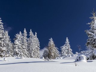 Обои небо, деревья, снег, природа, лес, зима, nicole mikulasch, the sky, trees, snow, nature, forest, winter разрешение 1920x1200 Загрузить