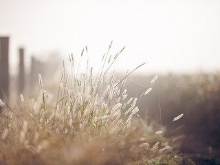 Обои трава, макро, забор, размытость, колоски, grass, macro, the fence, blur, spikelets разрешение 1920x1200 Загрузить