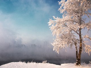 Обои небо, снег, природа, дерево, зима, туман, иней, the sky, snow, nature, tree, winter, fog, frost разрешение 1920x1200 Загрузить