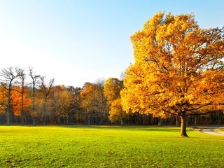 Обои небо, деревья, природа, пейзаж, осень, трава., the sky, trees, nature, landscape, autumn, grass. разрешение 7124x3426 Загрузить