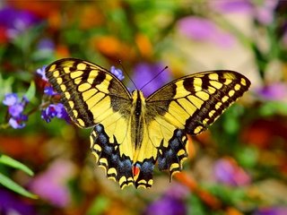Обои цветы, насекомое, бабочка, крылья, размытость, flowers, insect, butterfly, wings, blur разрешение 3002x1857 Загрузить