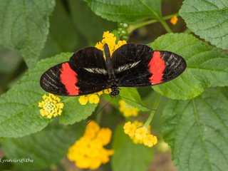 Обои цветы, листья, насекомое, бабочка, крылья, lynn griffiths, flowers, leaves, insect, butterfly, wings разрешение 4088x2725 Загрузить