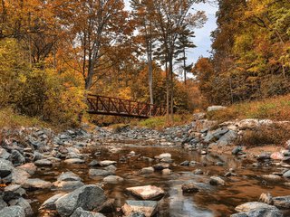 Обои деревья, лес, мост, осень, речка, канада, wilket creek park, trees, forest, bridge, autumn, river, canada разрешение 2880x1800 Загрузить