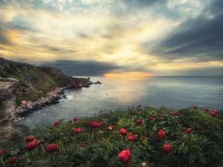 Обои цветы, скалы, природа, пейзаж, море, рассвет, пионы, болгария, flowers, rocks, nature, landscape, sea, dawn, peonies, bulgaria разрешение 2048x1350 Загрузить