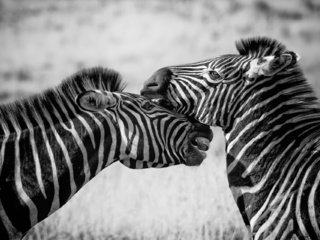 Обои зебра, животные, чёрно-белое, зебры, zebra, animals, black and white разрешение 1920x1279 Загрузить