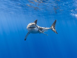 Обои акула, подводный мир, белая акула, shark, underwater world, white shark разрешение 5760x3840 Загрузить