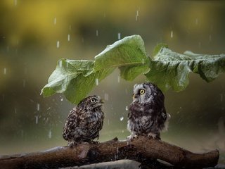 Обои лист, птицы, дождь, парочка, зонтик, коряга, совы, tanja brandt, sheet, birds, rain, a couple, umbrella, snag, owls разрешение 2048x1363 Загрузить