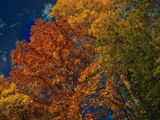 Обои небо, деревья, листья, осень, the sky, trees, leaves, autumn разрешение 3600x2401 Загрузить