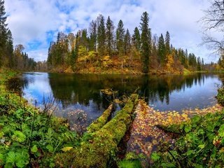 Обои озеро, берег, лес, листья, осень, лопухи, лашков фёдор, lake, shore, forest, leaves, autumn, mugs, fedor lashkov разрешение 1920x1177 Загрузить