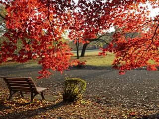 Обои деревья, листья, парк, листва, осень, скамейка, клен, trees, leaves, park, foliage, autumn, bench, maple разрешение 3602x2398 Загрузить