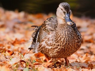 Обои природа, листва, осень, птица, перья, утка, осенние листья, nature, foliage, autumn, bird, feathers, duck, autumn leaves разрешение 2400x1350 Загрузить