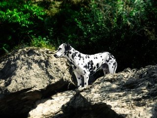 Обои природа, поле, собака, далматин, далматинец, imperium legionis, питомник, nature, field, dog, dalmatian, dalmatians, nursery разрешение 3648x2736 Загрузить