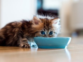 Обои котенок, пушистый, молоко, миска, ben torode, дейзи, kitty, fluffy, milk, bowl, daisy разрешение 2048x1366 Загрузить