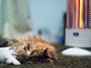 Обои пол, кошки, спят, ковер, benjamin torode, ben torode, дейзи, ханна, обогреватель, floor, cats, sleep, carpet, daisy, hannah разрешение 2048x1365 Загрузить