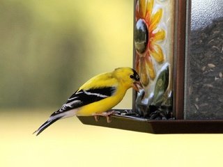 Обои птица, клюв, щегол, кормушка, птаха, american goldfinch, bird, beak, goldfinch, feeder, the american goldfinch разрешение 1920x1280 Загрузить