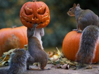 Обои тыквы, белки, белочки, max ellis, pumpkin, proteins, squirrels разрешение 1920x1200 Загрузить