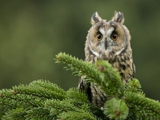 Обои глаза, сова, хвоя, ветки, взгляд, птица, клюв, ушастая сова, eyes, owl, needles, branches, look, bird, beak, long-eared owl разрешение 1920x1200 Загрузить