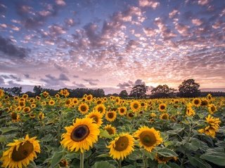 Обои небо, цветы, облака, деревья, поле, горизонт, подсолнухи, the sky, flowers, clouds, trees, field, horizon, sunflowers разрешение 2048x1264 Загрузить