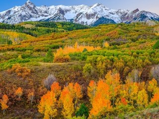 Обои деревья, горы, склон, осень, сша, колорадо, аспен, trees, mountains, slope, autumn, usa, colorado, aspen разрешение 1920x1227 Загрузить