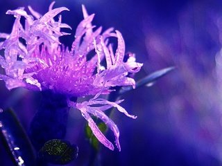 Обои макро, цветок, роса, капли, василек, боке, macro, flower, rosa, drops, cornflower, bokeh разрешение 1920x1080 Загрузить