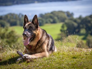 Обои трава, собака, язык, немецкая овчарка, овчарка, grass, dog, language, german shepherd, shepherd разрешение 3840x2400 Загрузить