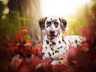 Обои трава, листья, портрет, мордочка, взгляд, осень, собака, далматин, grass, leaves, portrait, muzzle, look, autumn, dog, dalmatian разрешение 2048x1367 Загрузить