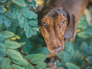 Обои листья, мордочка, ветки, взгляд, собака, щенок, такса, leaves, muzzle, branches, look, dog, puppy, dachshund разрешение 2048x1365 Загрузить