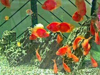 Обои рыбы, аквариум, золотая рыбка, риф, аква, fish, aquarium, goldfish, reef, aqua разрешение 4528x2960 Загрузить