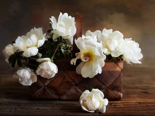 Обои цветы, розы, лепестки, корзинка, композиция, белые розы, flowers, roses, petals, basket, composition, white roses разрешение 2048x1363 Загрузить