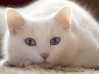 Обои кот, мордочка, усы, кошка, взгляд, белый, голубые глаза, cat, muzzle, mustache, look, white, blue eyes разрешение 3840x2400 Загрузить
