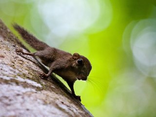 Обои дерево, бельчонок, животное, borneo, ствол, белка, зверек, малайзия, боке, белочка, грызун, rodent, tree, animal, trunk, protein, malaysia, bokeh, squirrel разрешение 1920x1200 Загрузить