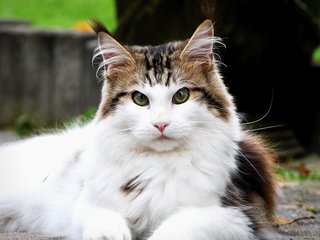 Обои кот, мордочка, усы, кошка, взгляд, мейн-кун, cat, muzzle, mustache, look, maine coon разрешение 2880x1800 Загрузить