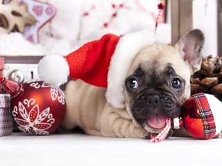 Обои новый год, собака, щенок, французский бульдог, new year, dog, puppy, french bulldog разрешение 2880x1800 Загрузить