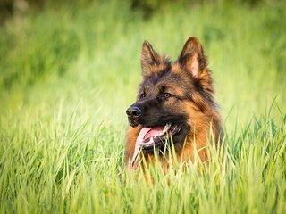 Обои трава, собака, язык, немецкая овчарка, j.wiselka, grass, dog, language, german shepherd разрешение 1920x1200 Загрузить