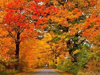 Обои деревья, природа, листья, парк, осень, лес.парк, trees, nature, leaves, park, autumn, forest.park разрешение 2880x1800 Загрузить