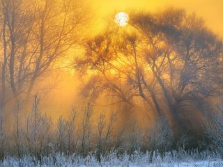 Обои деревья, природа, зима, пейзаж, утро, рассвет, иней, trees, nature, winter, landscape, morning, dawn, frost разрешение 1920x1200 Загрузить