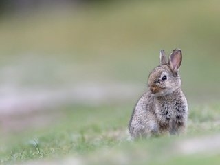 Обои трава, размытость, ушки, кролик, животное, заяц, grass, blur, ears, rabbit, animal, hare разрешение 1920x1200 Загрузить