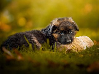 Обои трава, мордочка, взгляд, собака, щенок, немецкая овчарка, grass, muzzle, look, dog, puppy, german shepherd разрешение 1920x1200 Загрузить