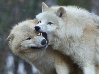 Обои хищник, волки, полярный волк, арктический волк, белый волк, predator, wolves, polar wolf, arctic wolf, white wolf разрешение 1920x1200 Загрузить
