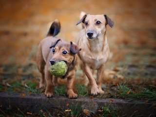 Обои взгляд, игрушка, мячик, собаки, мордочки, aleksandra chmiel, look, toy, the ball, dogs, faces разрешение 1920x1200 Загрузить