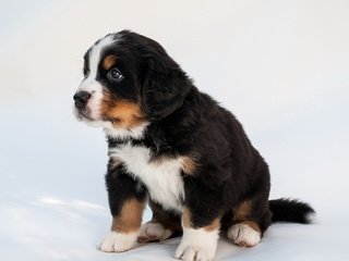 Обои мордочка, взгляд, собака, щенок, бернский зенненхунд, muzzle, look, dog, puppy, bernese mountain dog разрешение 1920x1200 Загрузить