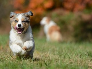 Обои собака, щенок, австралийская овчарка, аусси, dog, puppy, australian shepherd, aussie разрешение 1920x1200 Загрузить